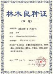 2010年 新垦沙棘1号 林木...