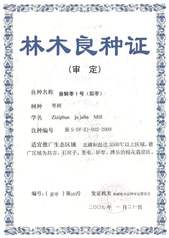 2014年 垦鲜枣1号 林木良...