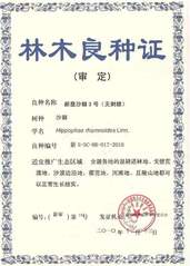 2010年 新垦沙棘3号 林木...