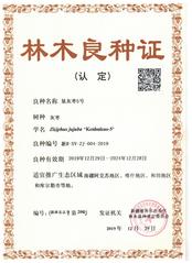 2019年 垦灰枣5号 林木良...